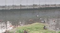 Дикие утки в городе.🦆🦆