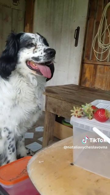 Тиктокер...)))