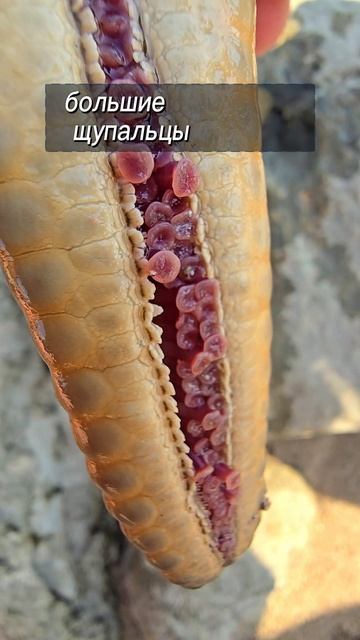 это ноги? #звезда