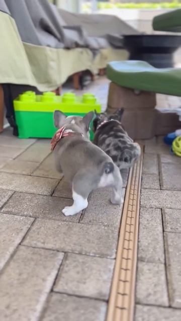 Милые хвостики 🐶😘😚🤩👍