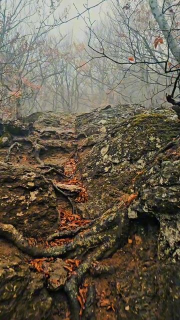 Утренняя прогулка по Долине Привидений 9 декабря 2025г