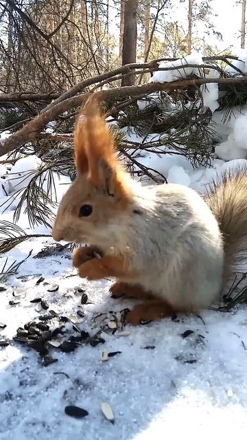 Белка кушает семечки 04.12.2025