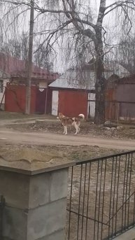 VID_20251209_114042.mp4