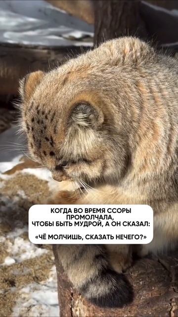 Автор видео: margovilka