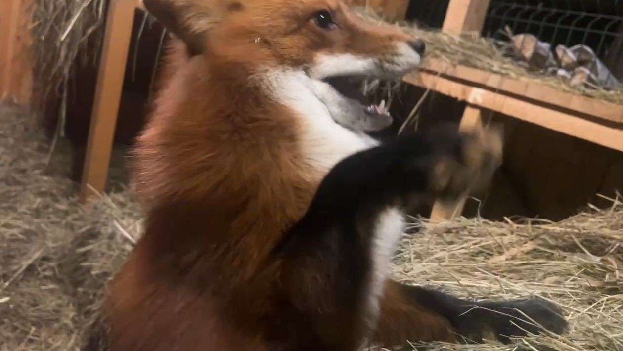 Лиса-Алиса. Лис Игнис на посту ранним утром