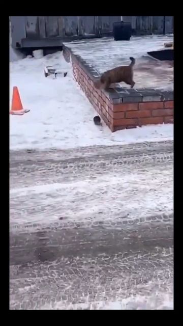 #кот #животные #томиджерри #смех #юмор #прикол