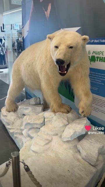 белых медведь на сиалорх