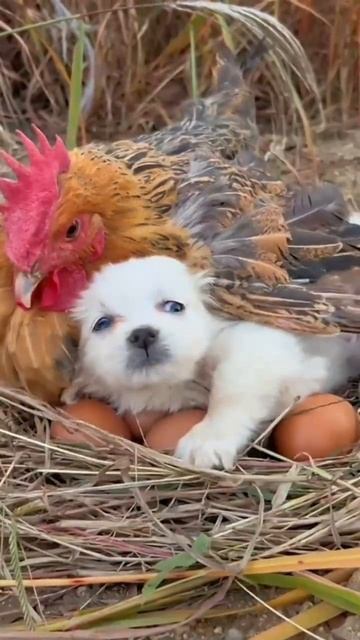 VID_20251210_122840_747.mp4