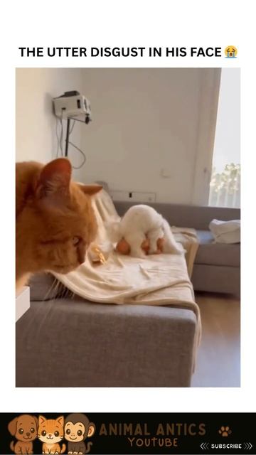 Такие собаки нам не нужны