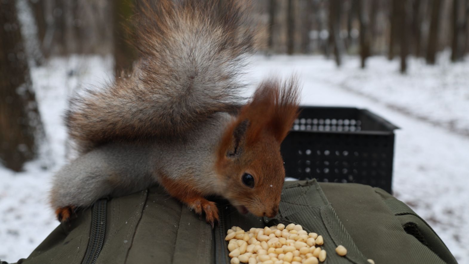 Парк. Снег. Белки. Зарисовка