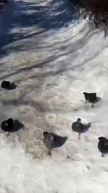 Голуби идут топ топ. #shorts #голуби #птицы