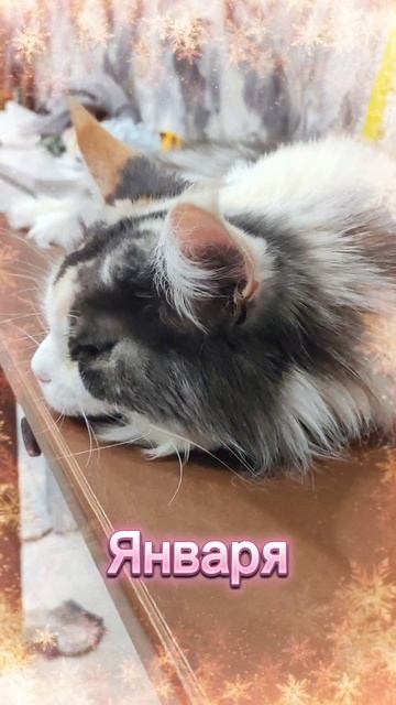 Китайский новый год #мейкун #котики #cat #видосыоткота #новыйгод #китайскийновыйгод #новыйгод #2026