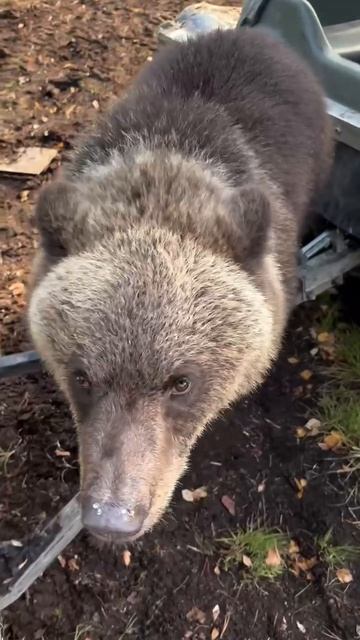 На Камчатке обнаружен самый воспитанный медведь Косолапого уговорили не воровать рыбу
