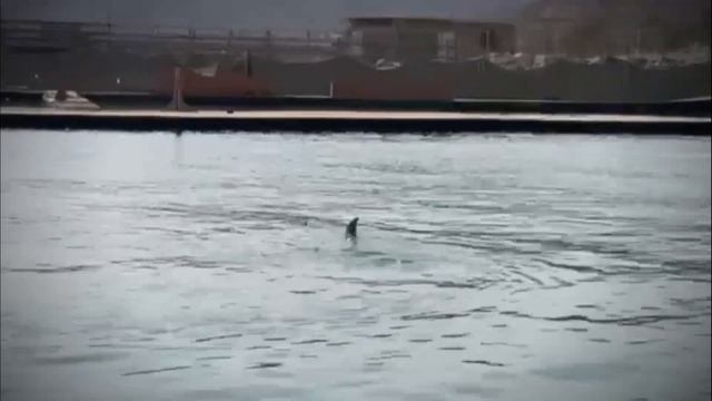 Дельфины передают вам исцеляющую силу