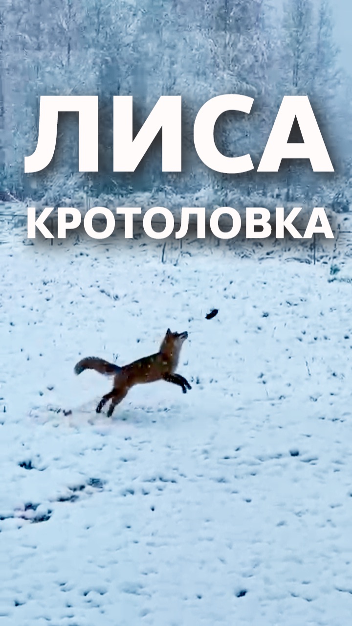 Лиса-кротоловка