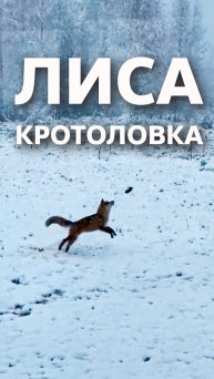 Лиса-кротоловка
