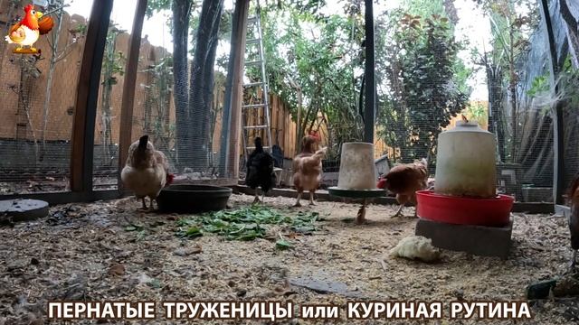 Куриная рутина – что делают куры на выгуле 😂 эпизод (82)