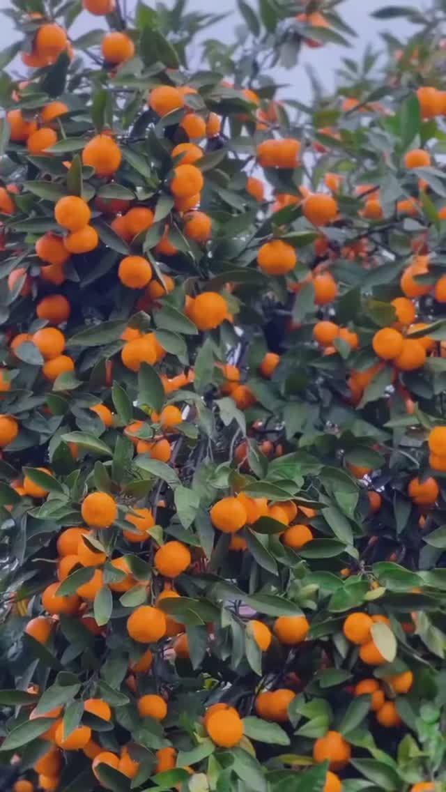 В дождливую погоду в Абхазии поднимают настроение своим солнечным цветом яркие мандарины