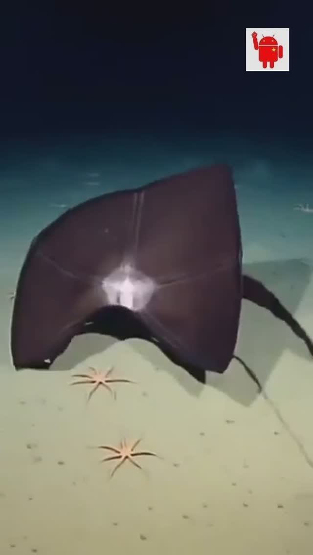 Угрь Пеликан - глубоководный хищник с ртом больше тела и светящимся хвостом, чтобы заманить добычу