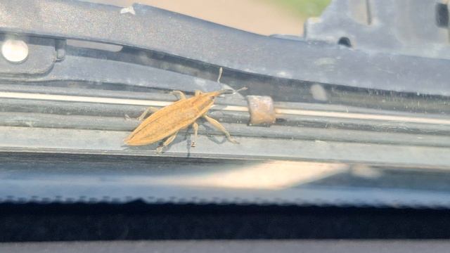 Что за насекомое?