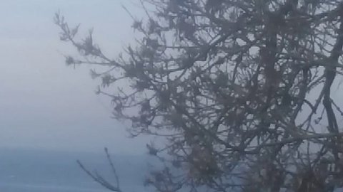 Ворона на ветке возле моря