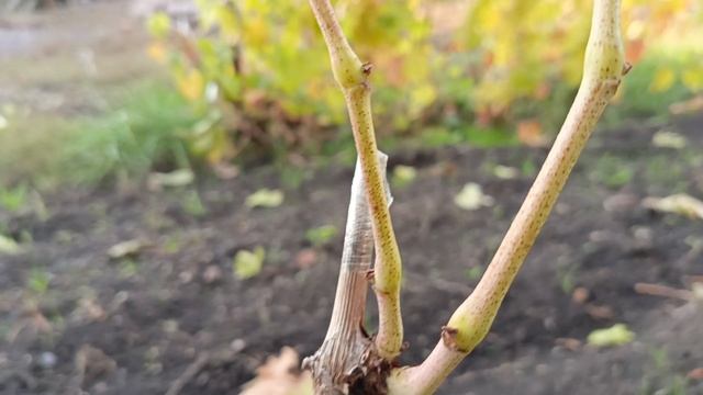 Обзор Ваньки Калугина В. М.