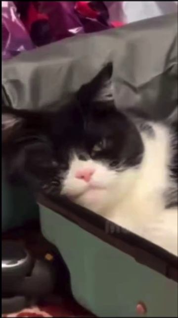 VID_20251210_140620_551.mp4