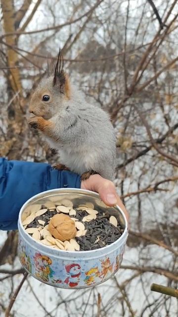 Деловой такой, тыквенные семечки взял повыкидывал!😁😁😁💕 #БелкиТВ#squirrel#funny#cute#белка