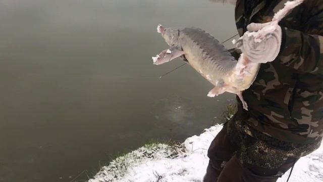поимка осетра на 10 кг