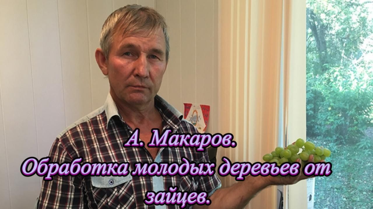 А. Макаров. Обработка молодых деревьев от зайцев.