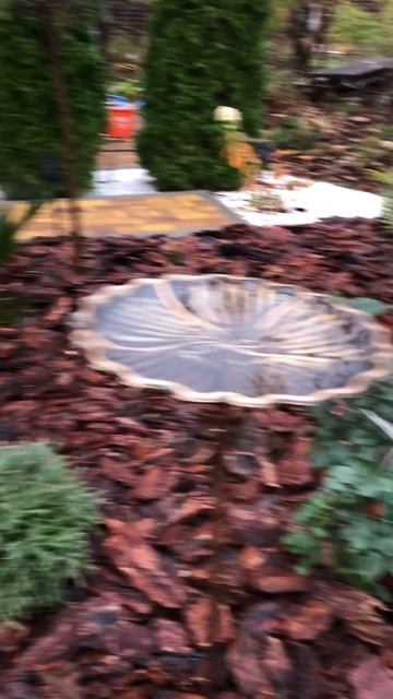 Обзор клумбы в начале зимы-гортензия Мечта Лесково,Роза Чиппендейл,Цикас,пальмы. Продумываю укрытия