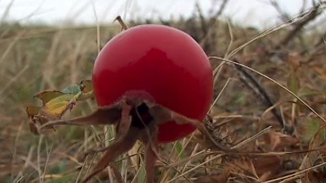 Притча "Человек"