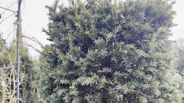 Тис BACCATA ZOLLA CILINDRO, CLT 110, PALLA