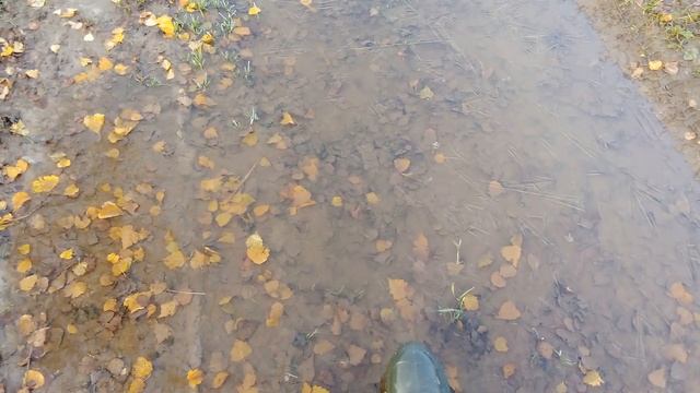 Осень природа деревни отрывки без музыки