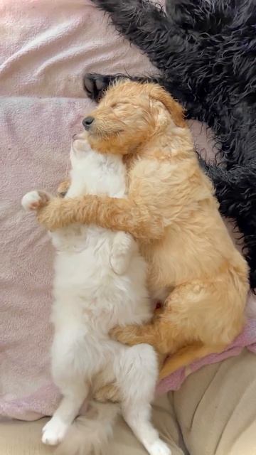 Доброй ночи