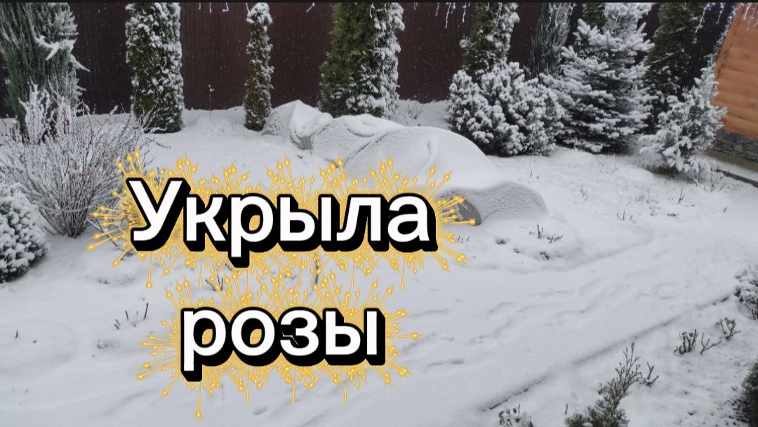 Укрыла розы🌹