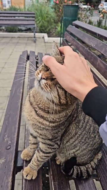 Алуштинский кот