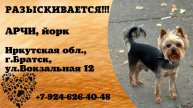 Пропала собака! АРЧИ. Йорк. Иркутская обл, г. Братск