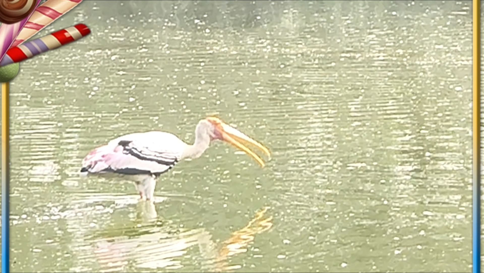 Познакомьтесь с величественным расписным аистом 🕊️ — одной из самых потрясающих болотных птиц