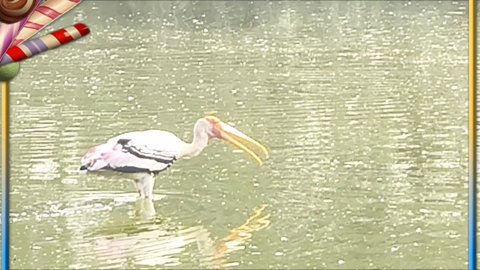 Познакомьтесь с величественным расписным аистом 🕊️ — одной из самых потрясающих болотных птиц