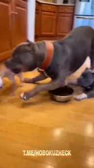 Собаки пранкеры 😬 #Shorts