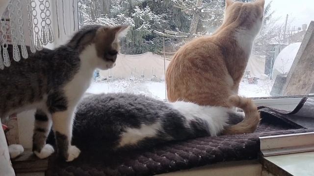 Подходим к финишу на монетизацию 🥳🥳🥳🥳Влог пушистых друзей за 10.12.25.