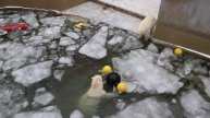 Сестричка решилась прыгнуть на льдину, но тут же убежала 04.12.2025