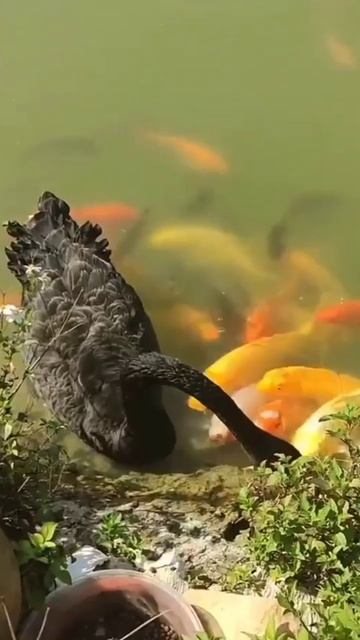 Красота и милота