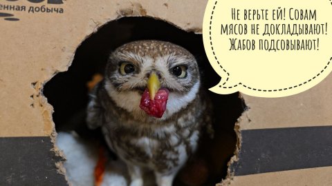 Чем кормить сову? Почему нельзя простое мясо из магазина? Зачем им кости, мех и перья в еде?