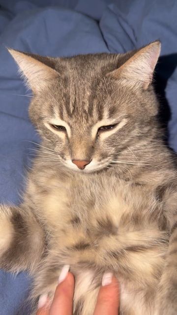 Милый котик 🐱