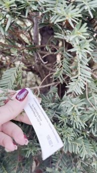 Тис BACCATA ZOLLA CILINDRO, CLT 110 | PALLA