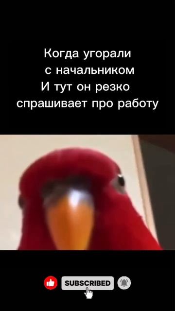 Страшная ситуация #мем #funny #прикол #жиза #коллеги