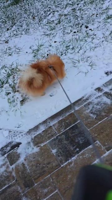 Шпиц Норди, ему ровно год и первый снег в Белгороде, 10 декабря