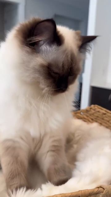 Автор видео: biscuit_muffin_ragdolls